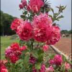 A beautiful pink flower with a green stem is the centerpiece of this garden scene.