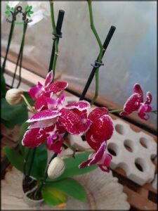 A beautiful pink orchid with white spots is displayed in a vase.