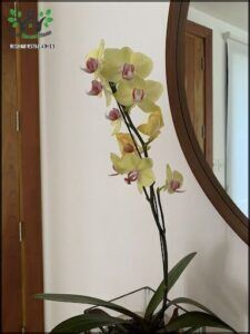 A beautiful yellow orchid in a vase.