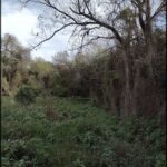 A bench sits in the middle of a forest, surrounded by trees and bushes.