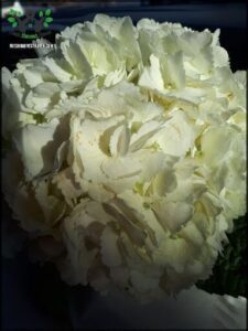 A bouquet of white flowers is displayed in a vase.