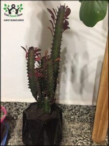 A cactus plant in a black pot on a counter.