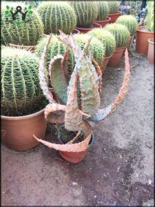 A cactus plant in a pot with a red and blue flower.