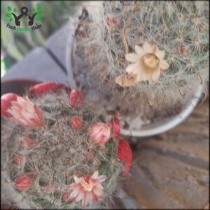 A cactus with a flower blooming in the middle of the plant.