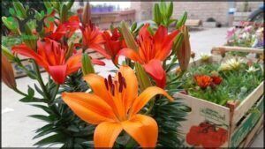 A close up of a beautiful orange lily flower.