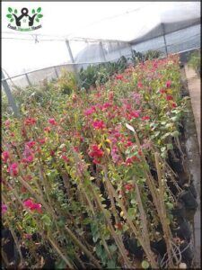 a close up of a bunch of flowers in a greenhouse