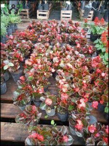 a close up of a bunch of flowers in pots on a pallet