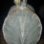 A close up of a cactus with a flower blooming.