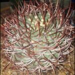 A close up of a cactus with a red flower in the middle.