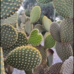 A close up of a cactus with yellow flowers.