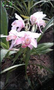 A close-up of a flower with a pink and white color scheme.