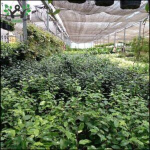 a close up of a large garden with lots of plants