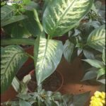 A close up of a leafy green plant in a pot.