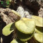 A close up of a plant with a long stem and a few leaves.