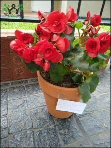 a close up of a potted plant with red flowers on a patio