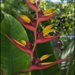 A close-up of a red and yellow flower with green leaves in the background.
