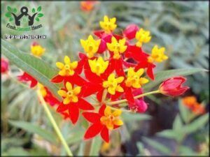 A close-up of a red flower with yellow petals, surrounded by green leaves.