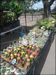 a close up of a table with many different types of cactus