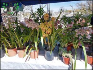 a close up of a table with potted plants on it
