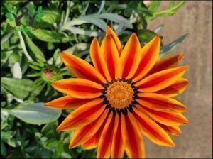 A close-up of a vibrant orange flower with a yellow center.