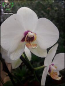 A close-up of a white orchid flower with a yellow center.