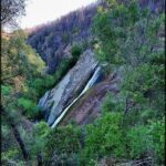 A dog is walking through a forest, looking at a waterfall.