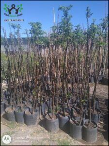 A field of trees with a few of them growing in pots.