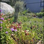 A garden filled with various flowers and plants, including a dome-shaped structure.