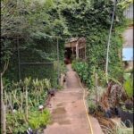 A garden pathway leads to a small building, surrounded by a variety of plants and flowers.