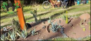A garden with a variety of cacti and a bicycle in the background.
