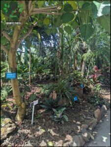A garden with a variety of plants, including palm trees, is labeled with blue signs.