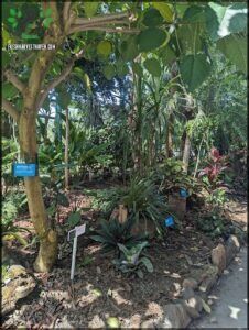 A garden with a variety of plants, including palm trees, is labeled with blue signs.