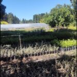 A garden with many plants and a hose.