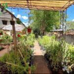 A garden with many plants and a shaded area.