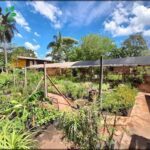 A garden with many plants, including bananas, is located in a tropical climate.