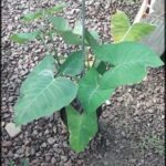 A green plant with a long stem is growing in a pot on a rocky surface.