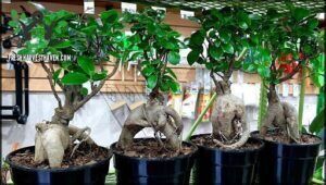A group of bonsai trees in pots, with one of the trees having a unique twisted trunk.