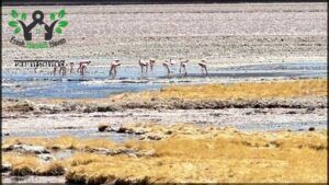 A group of flamingos are standing in the water, with some of them walking through the shallow water.