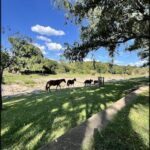A group of horses grazing in a field under a tree.