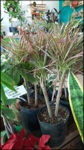 A group of potted plants, including a palm tree, are displayed for sale.