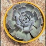A large, beautifully shaped cactus is sitting in a yellow pot.