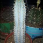 A large blue cactus with white spines is in a red pot.
