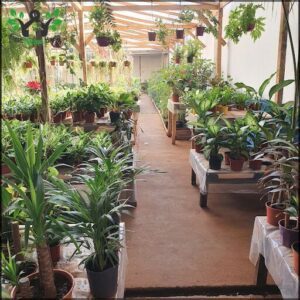 A large collection of potted plants are displayed in a room, creating a lush and vibrant atmosphere.