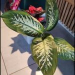A large green leafy plant is sitting in a white pot.