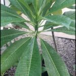 A large green leafy plant with a long stem.