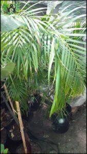 A large green palm tree with a black pot underneath it.