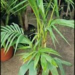 A large green plant with a long stem is growing in a pot.