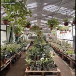 A large greenhouse filled with various plants and potted plants.