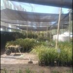 A large greenhouse filled with various plants and trees.