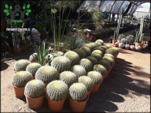 A large number of potted cacti are displayed in a garden setting.